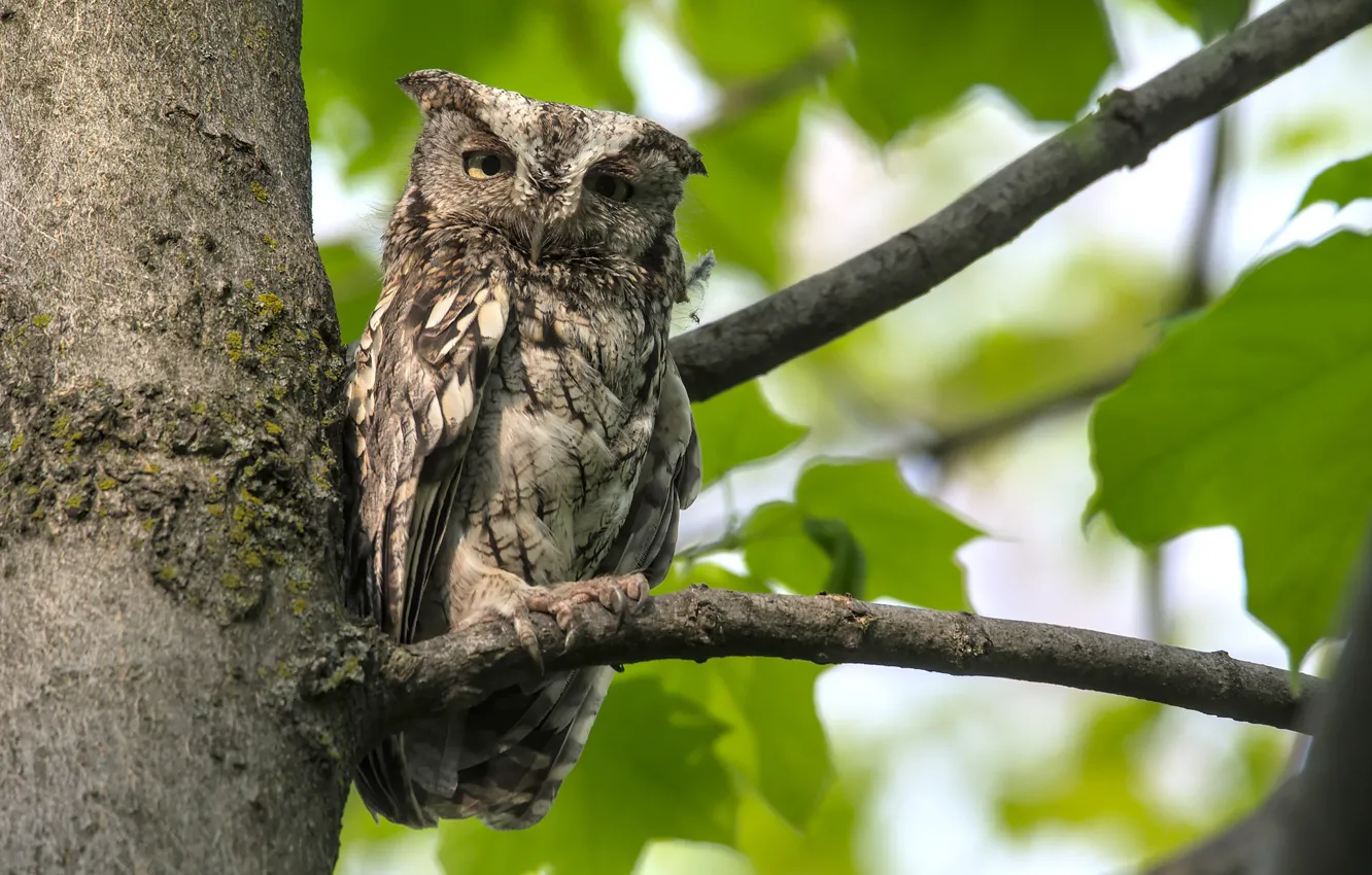 Photo wallpaper nature, bird, North American scoop