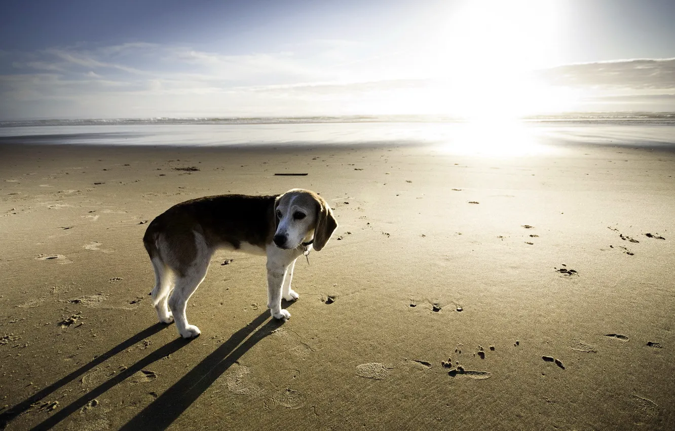 Photo wallpaper sea, background, dog