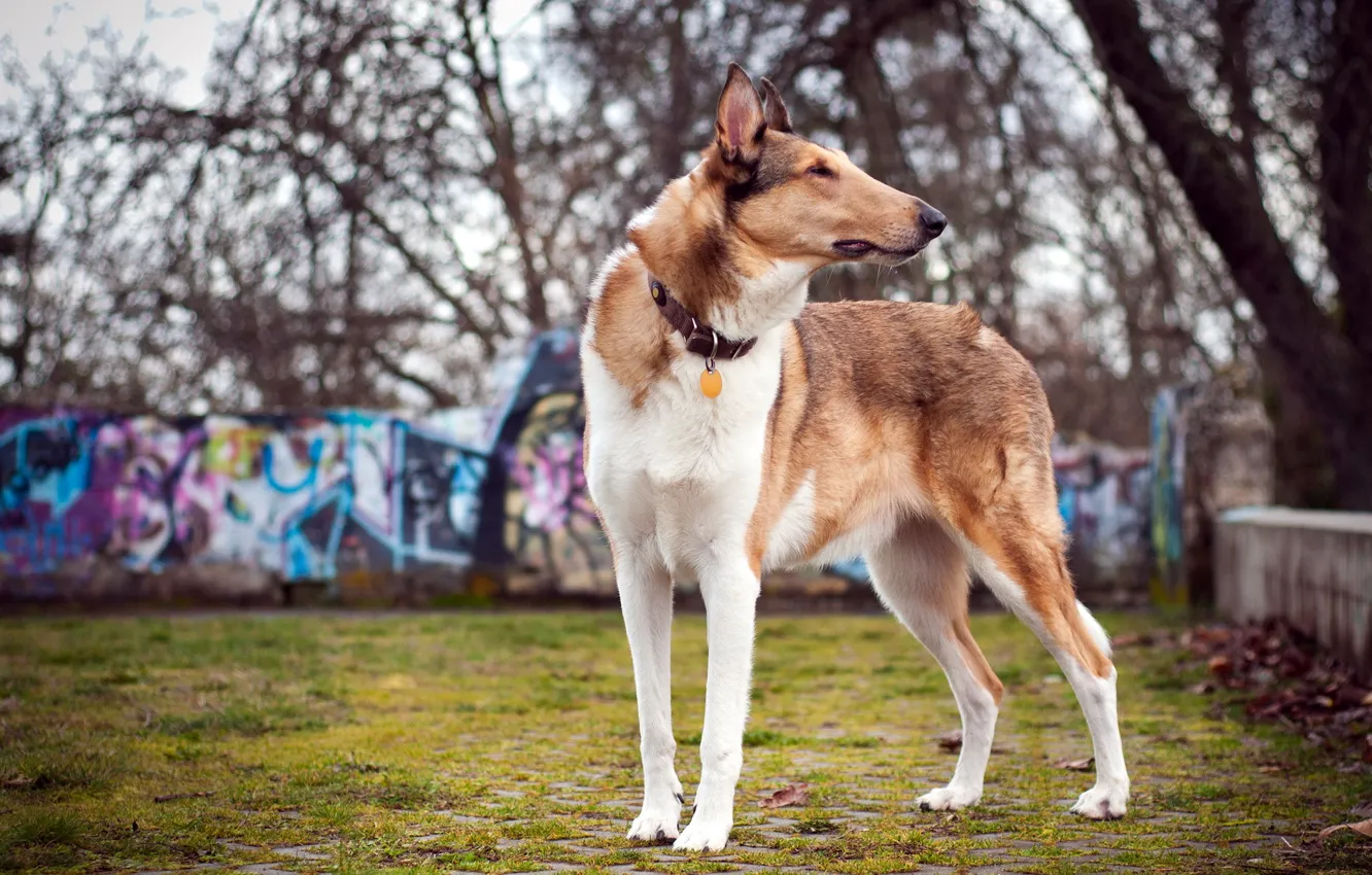 Photo wallpaper field, summer, dog