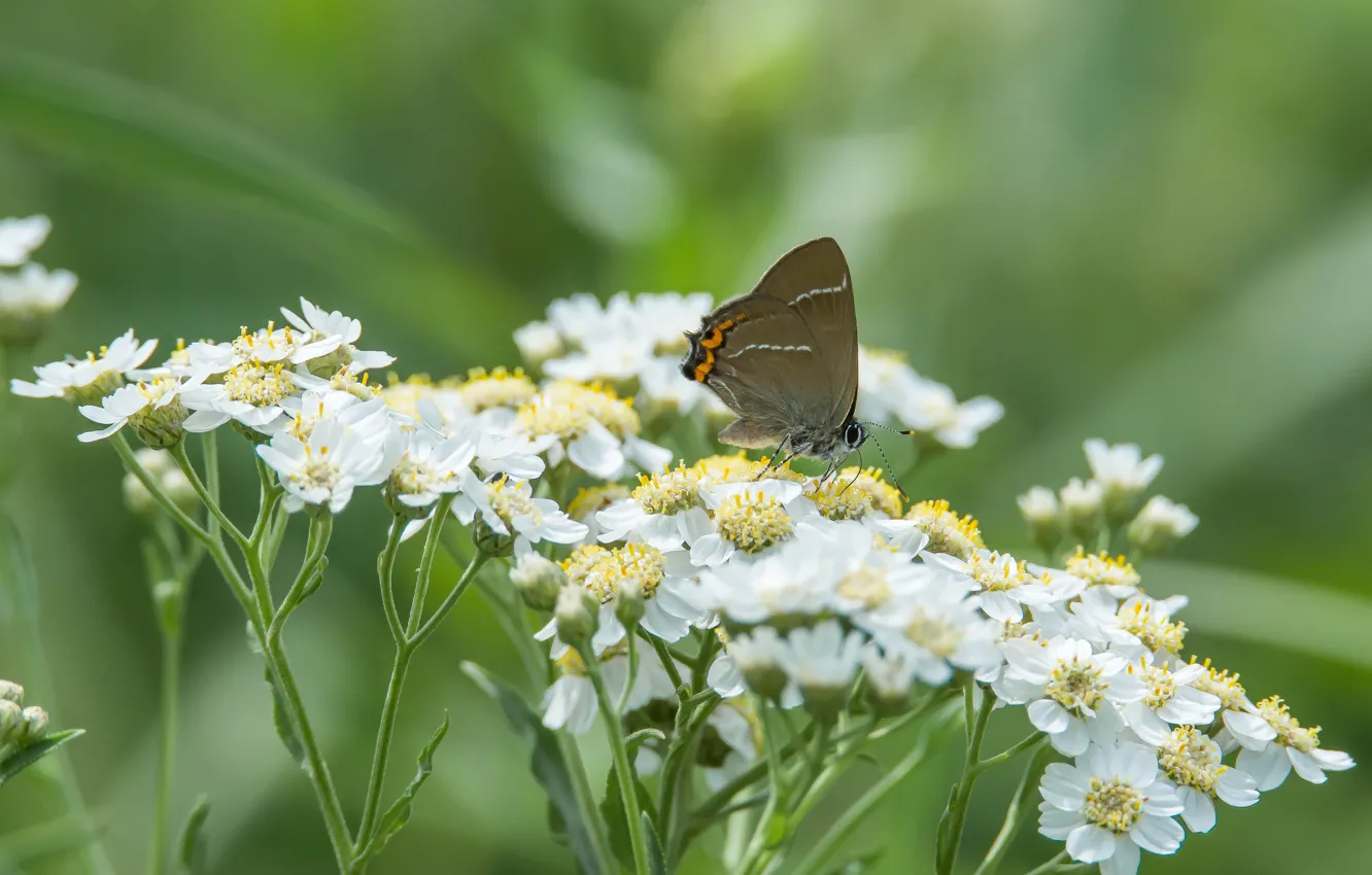 Photo wallpaper flowers, nature, summer 2023, the butterfly is sitting