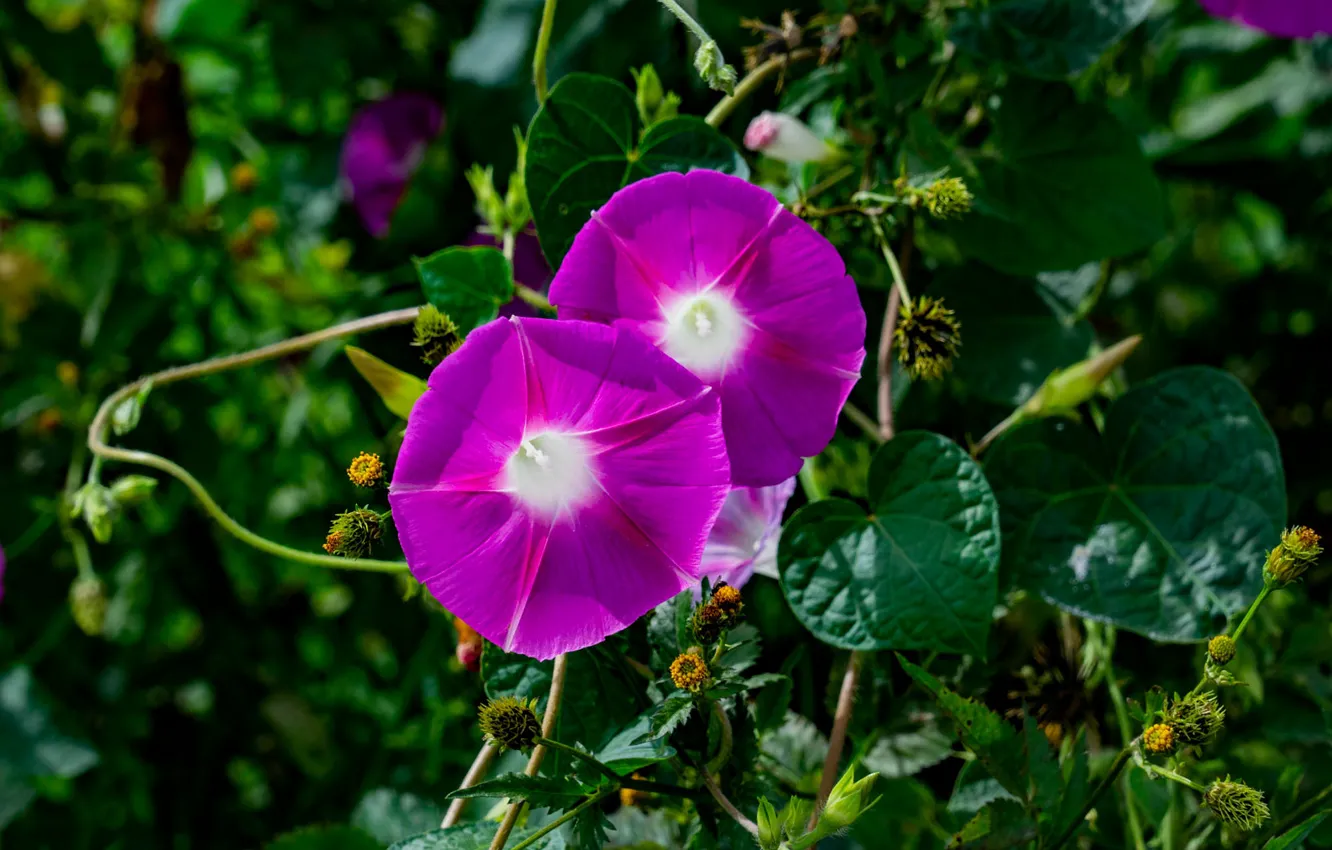 Photo wallpaper leaves, flowers, pink, morning glory