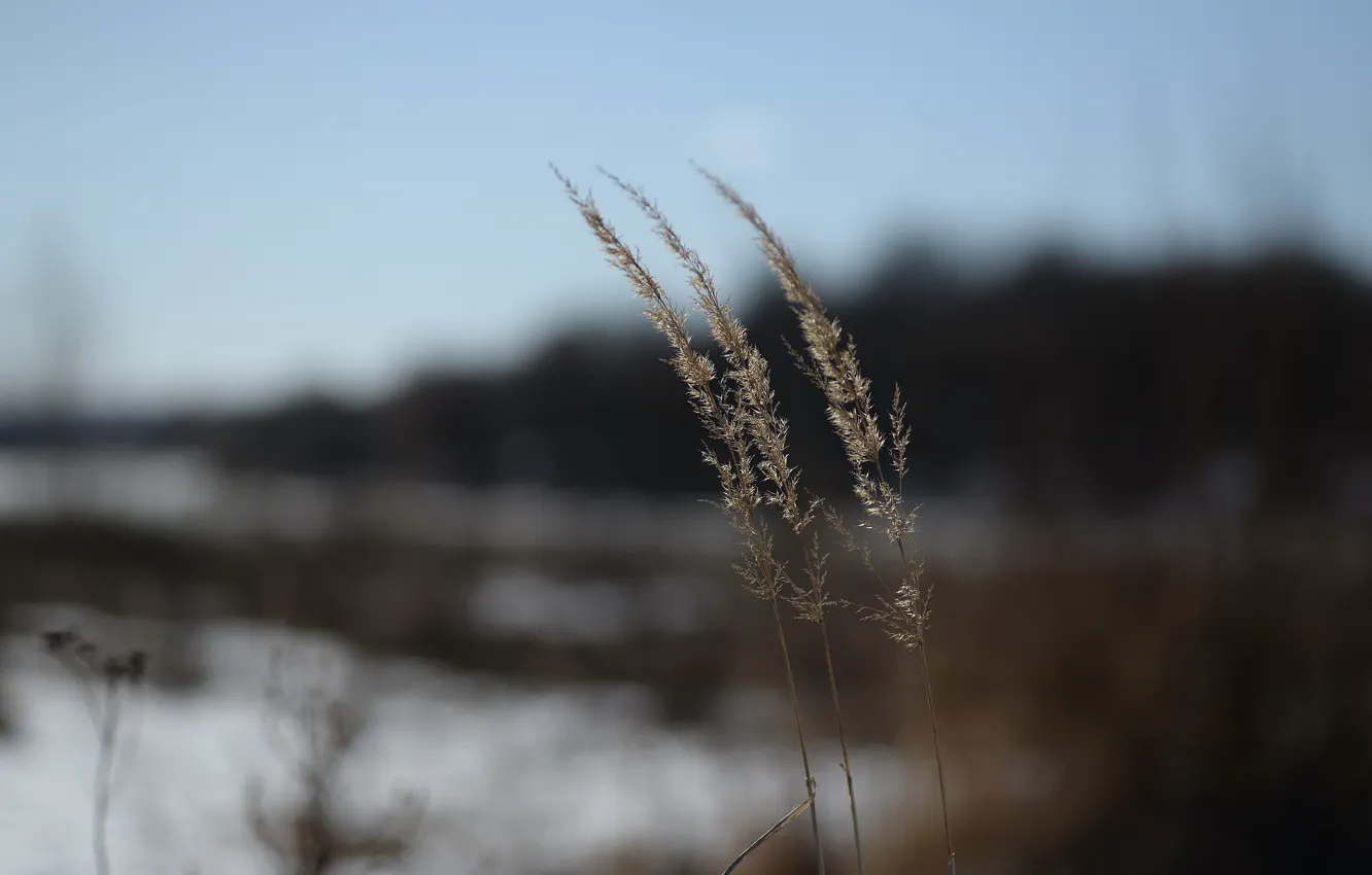 Photo wallpaper macro, nature, spring, dry grass