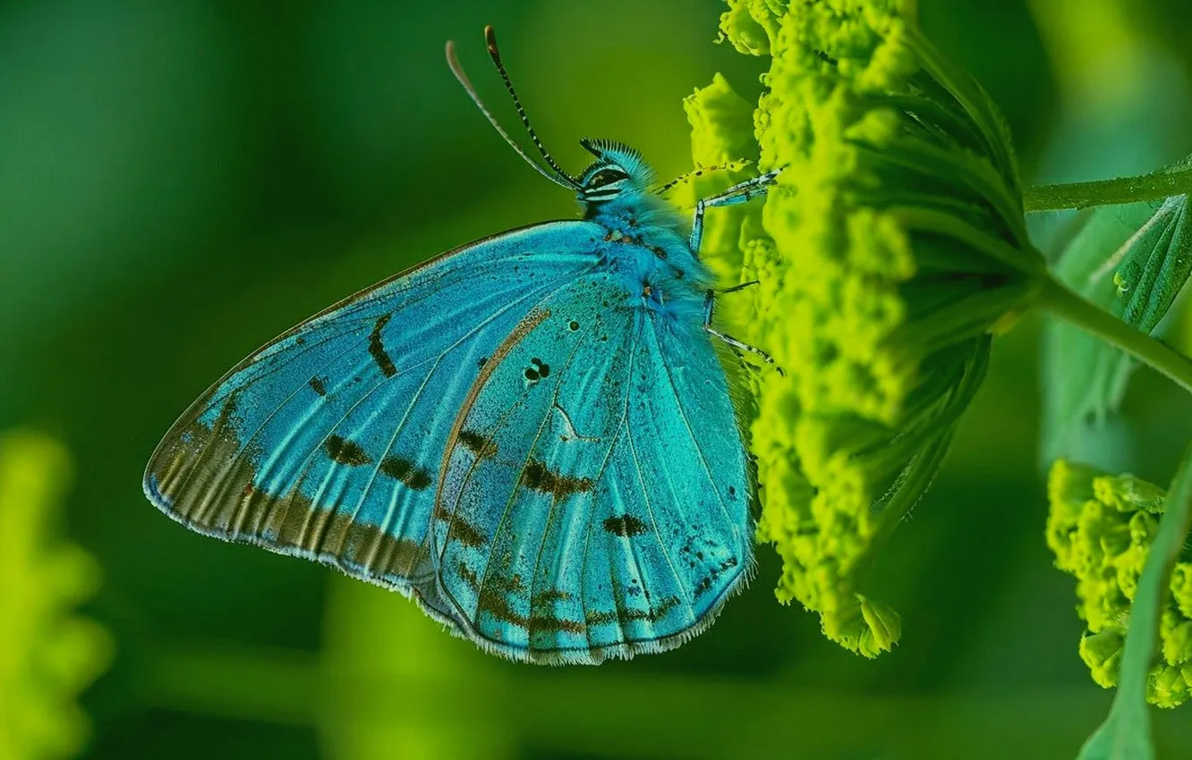 Photo wallpaper macro, butterfly, wings, beautiful, flowering, closeup