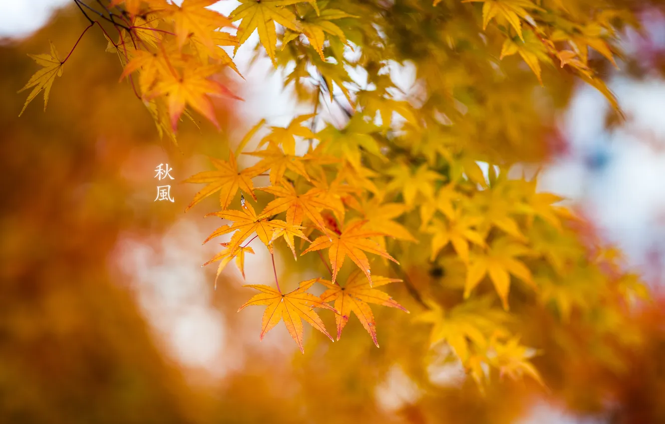 Photo wallpaper leaves, nature, maple, dello
