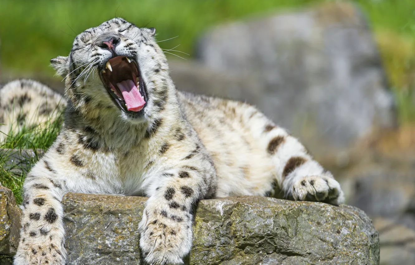Photo wallpaper cat, stone, mouth, IRBIS, snow leopard, yawns, ©Tambako The Jaguar