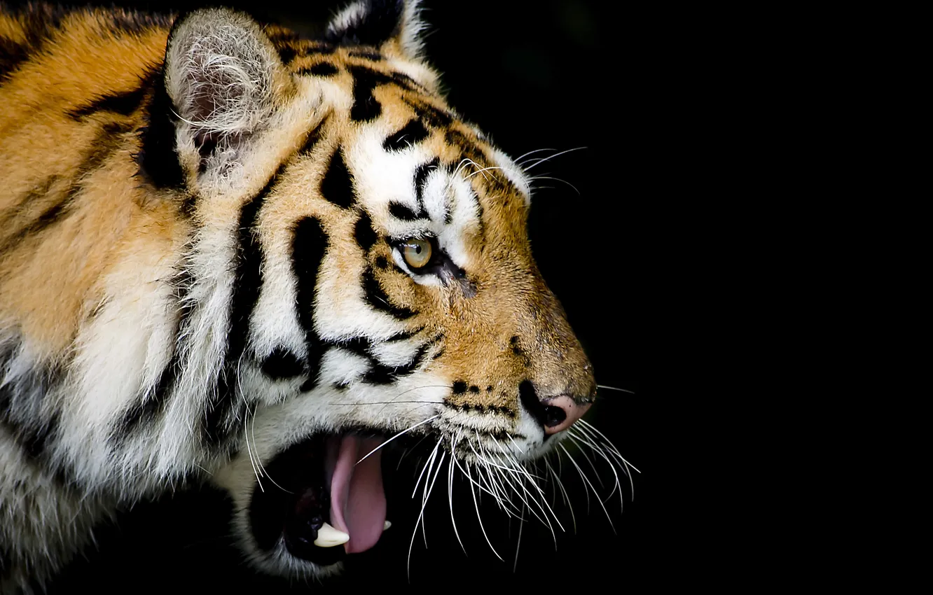 Photo wallpaper mustache, face, background, Tiger, mouth, roar