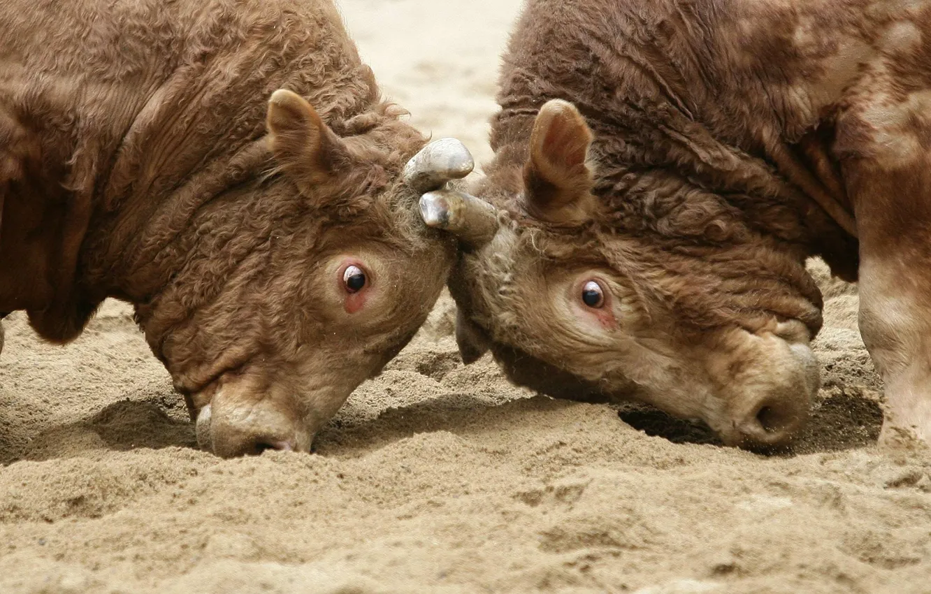 Photo wallpaper battle, Horny, bull