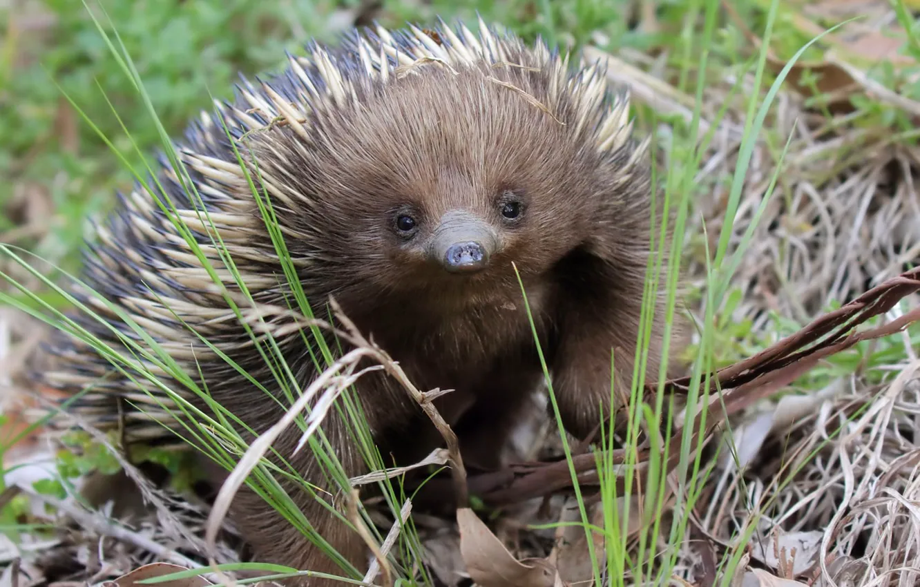 Photo wallpaper grass, look, echidna