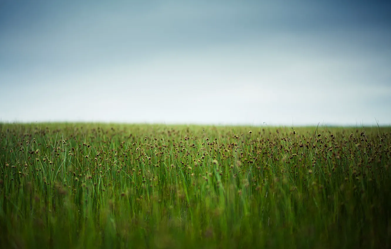 Photo wallpaper grass, sky, field