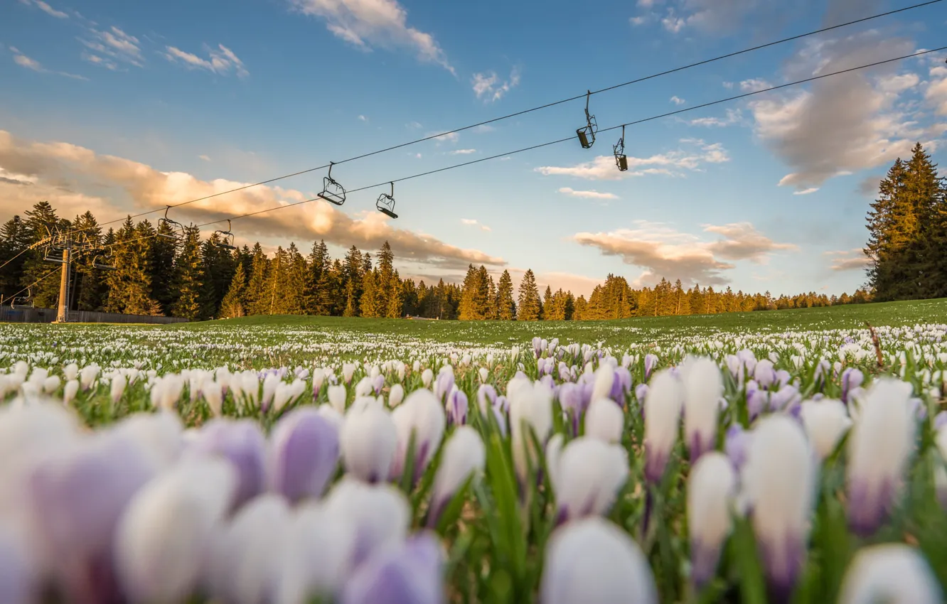 Photo wallpaper field, flowers, spring, crocuses, cable car