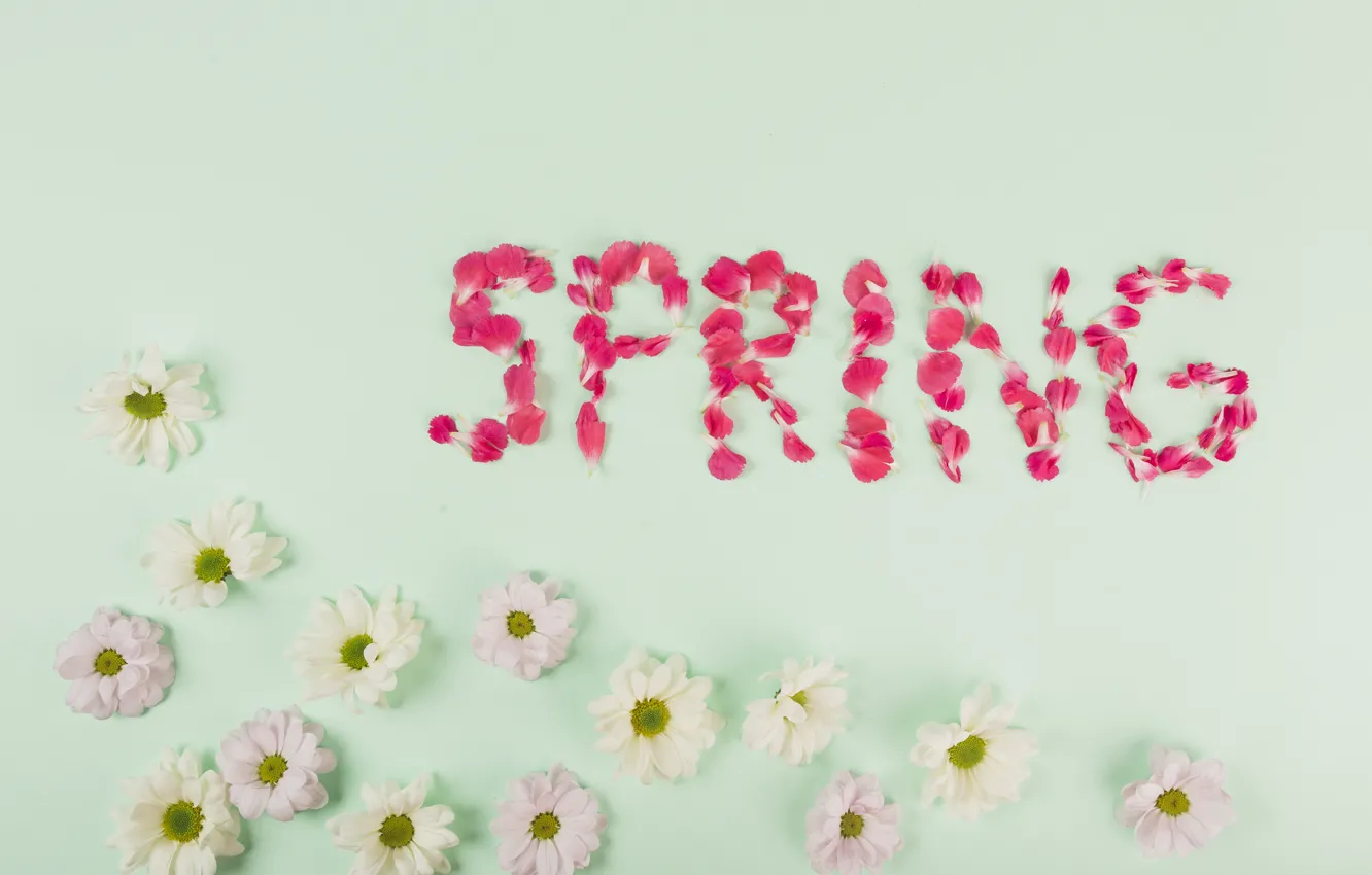 Photo wallpaper flowers, petals, white, chrysanthemum