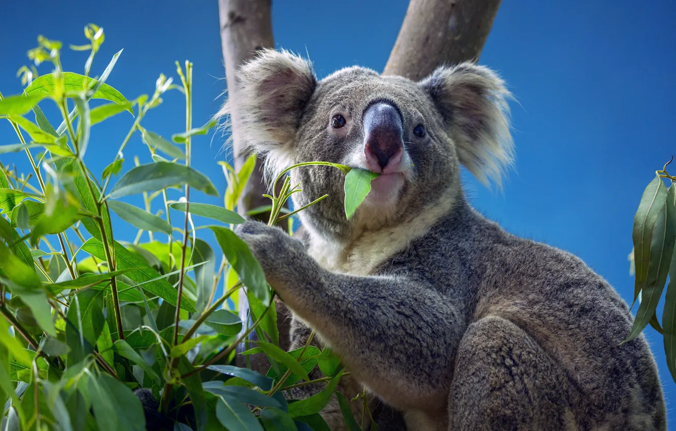 Photo wallpaper look, leaves, trees, branches, nature, pose, blue, face