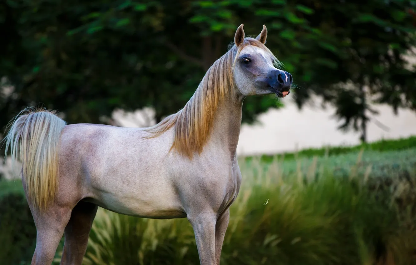 Photo wallpaper horse, horse, grace, posing, Arab