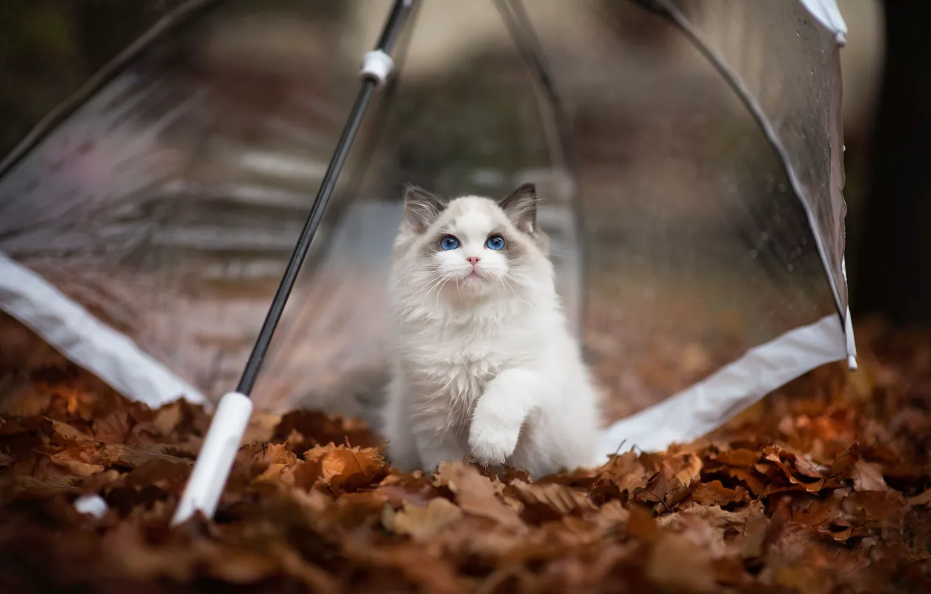 Photo wallpaper autumn, cat, leaves, pose, foliage, legs, umbrella, fluffy
