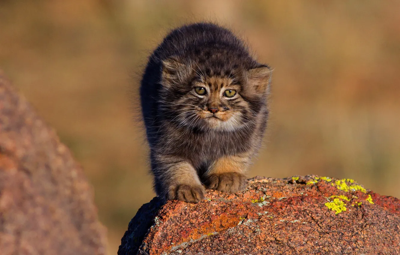Photo wallpaper cat, nature, stones, kitty, background, small, baby, kitty