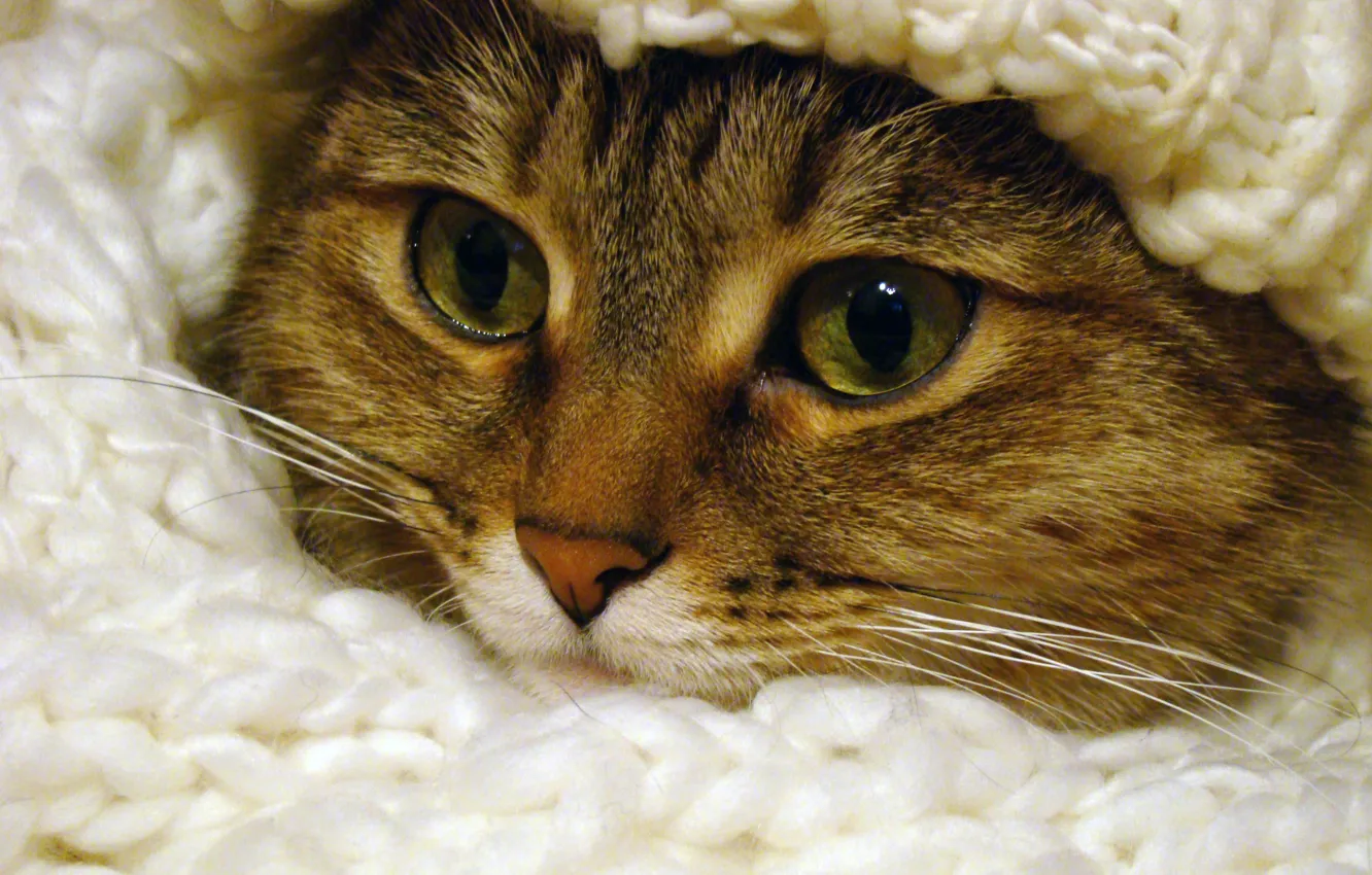 Photo wallpaper eyes, cat, fur
