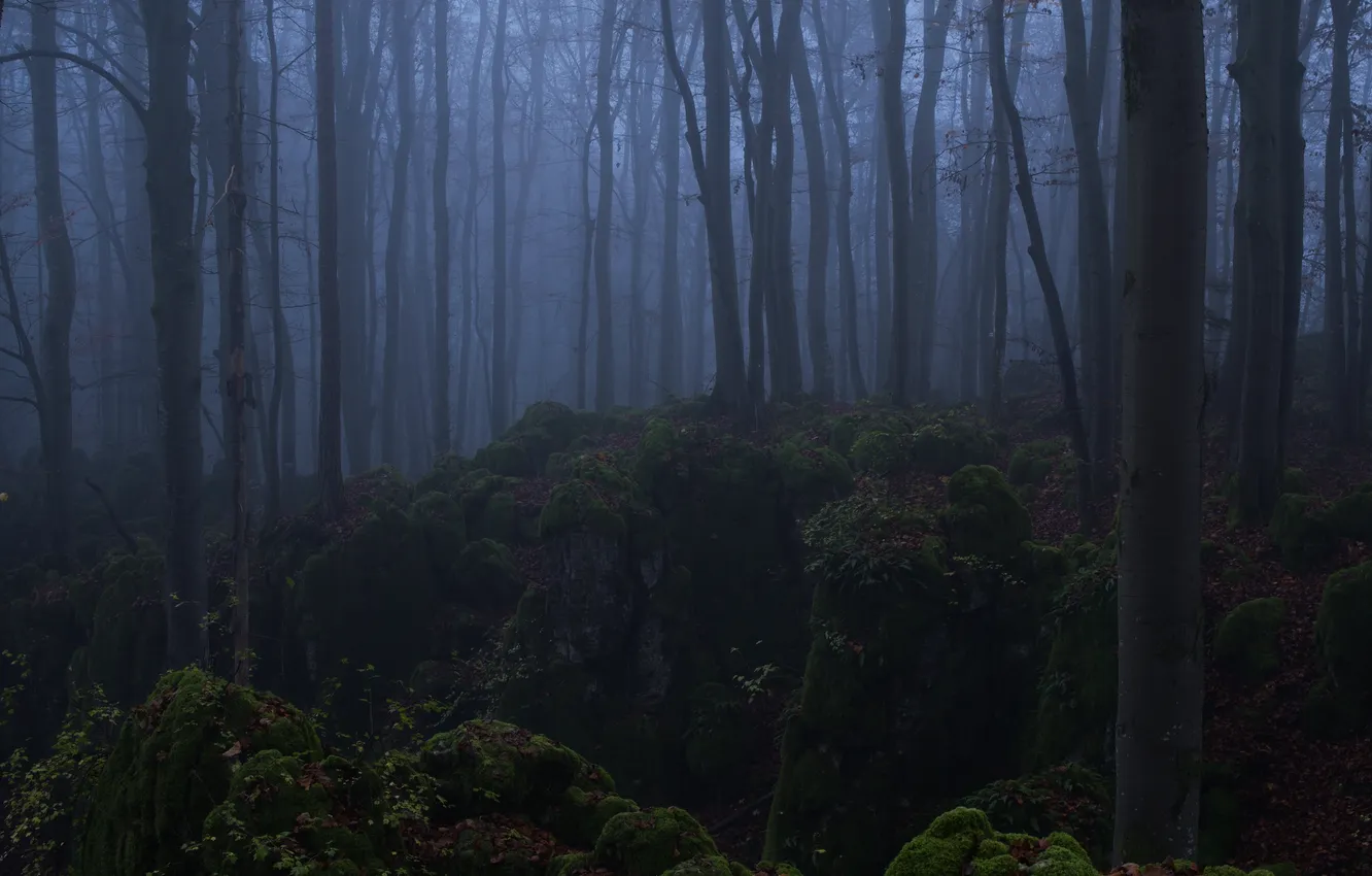 Photo wallpaper forest, trees, night, nature, fog, moss, twilight, Niklas Hamisch