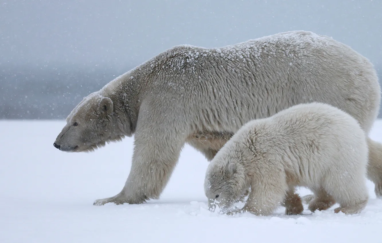 Photo wallpaper winter, white, the sky, snow, nature, together, two, bear