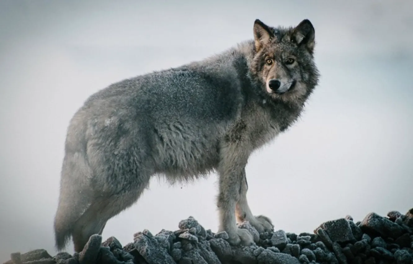 Photo wallpaper Predator, nature, animal, wolf, wildlife, portrait, portrait., Canis lupus. face