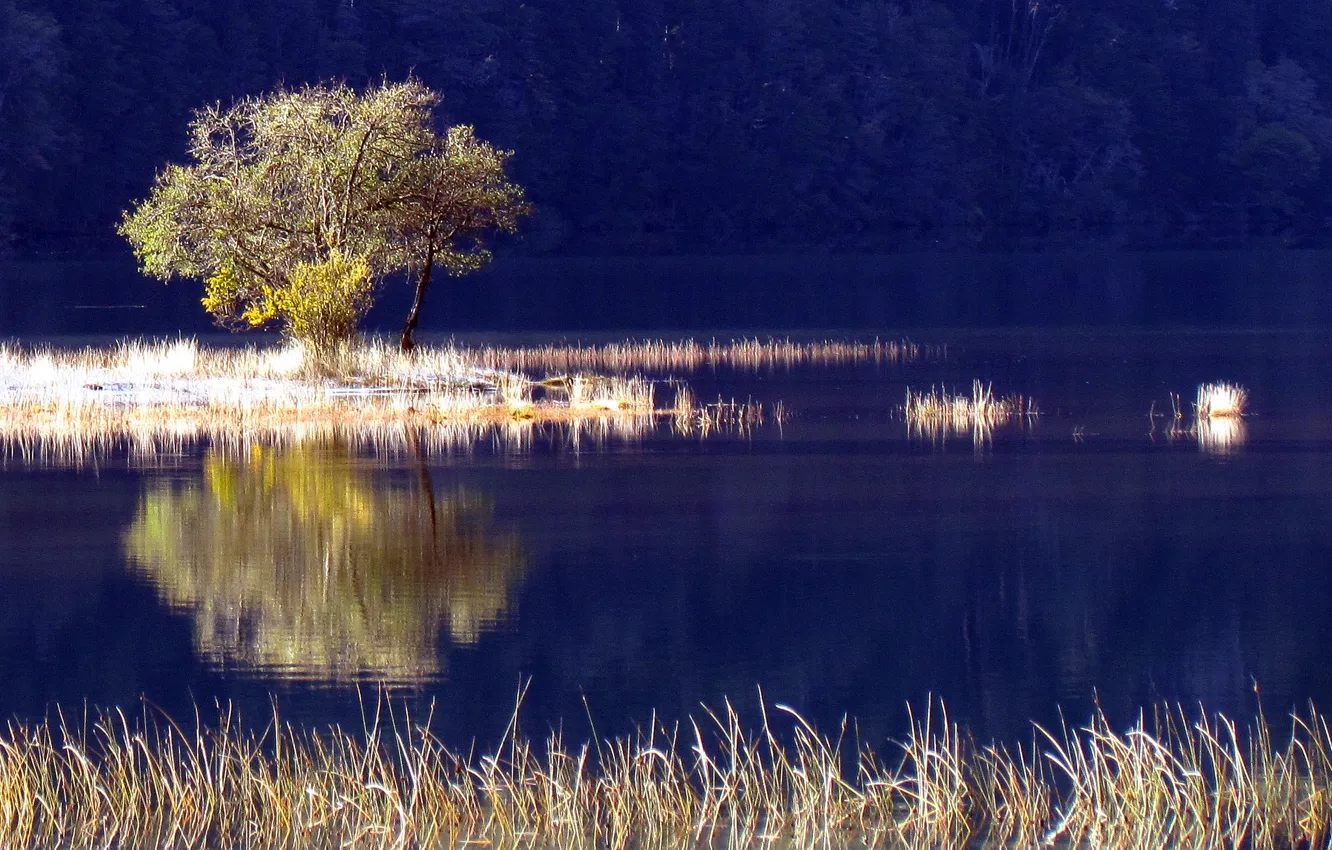 Photo wallpaper frost, trees, lake, plant