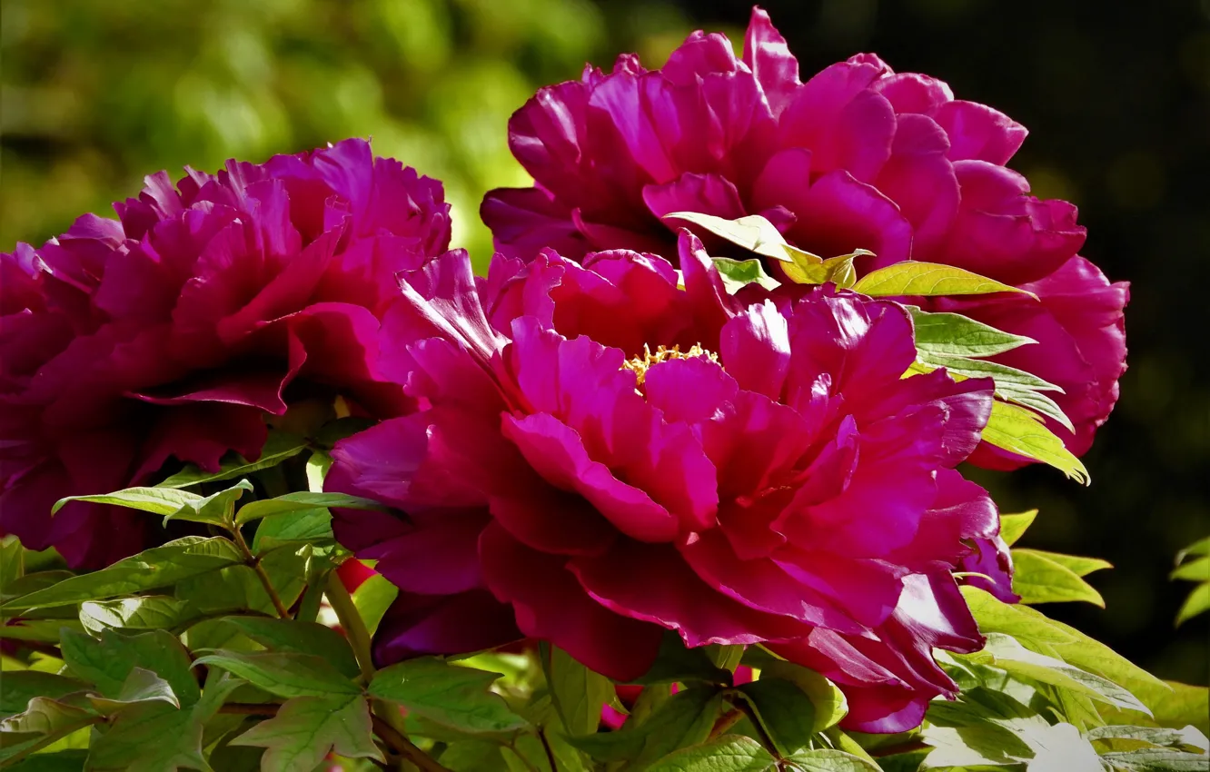 Photo wallpaper Burgundy, peonies, lush