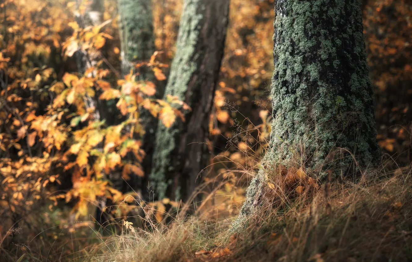 Photo wallpaper autumn, grass, trees, nature, foliage, the bushes, bokeh