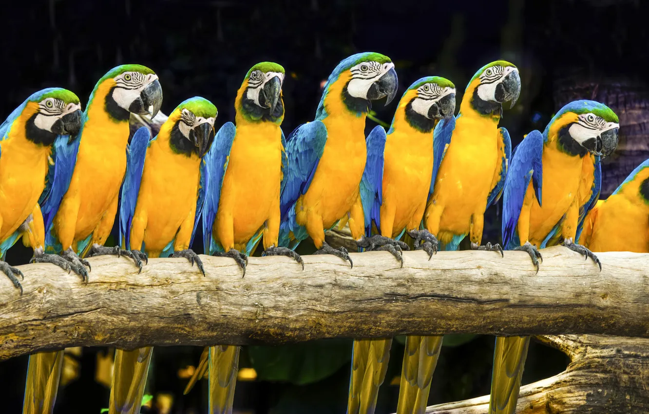 Photo wallpaper birds, bright, parrot, Ara