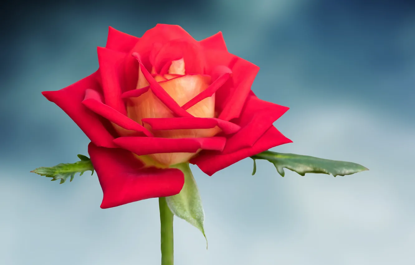 Photo wallpaper background, roses, petals