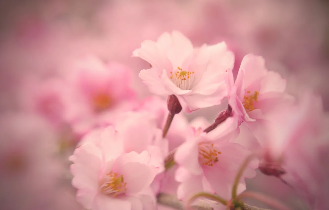 Photo wallpaper macro, flowers, tenderness, spring, Sakura, pink, flowering