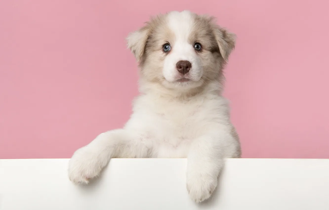 Photo wallpaper look, nature, pose, dog, face