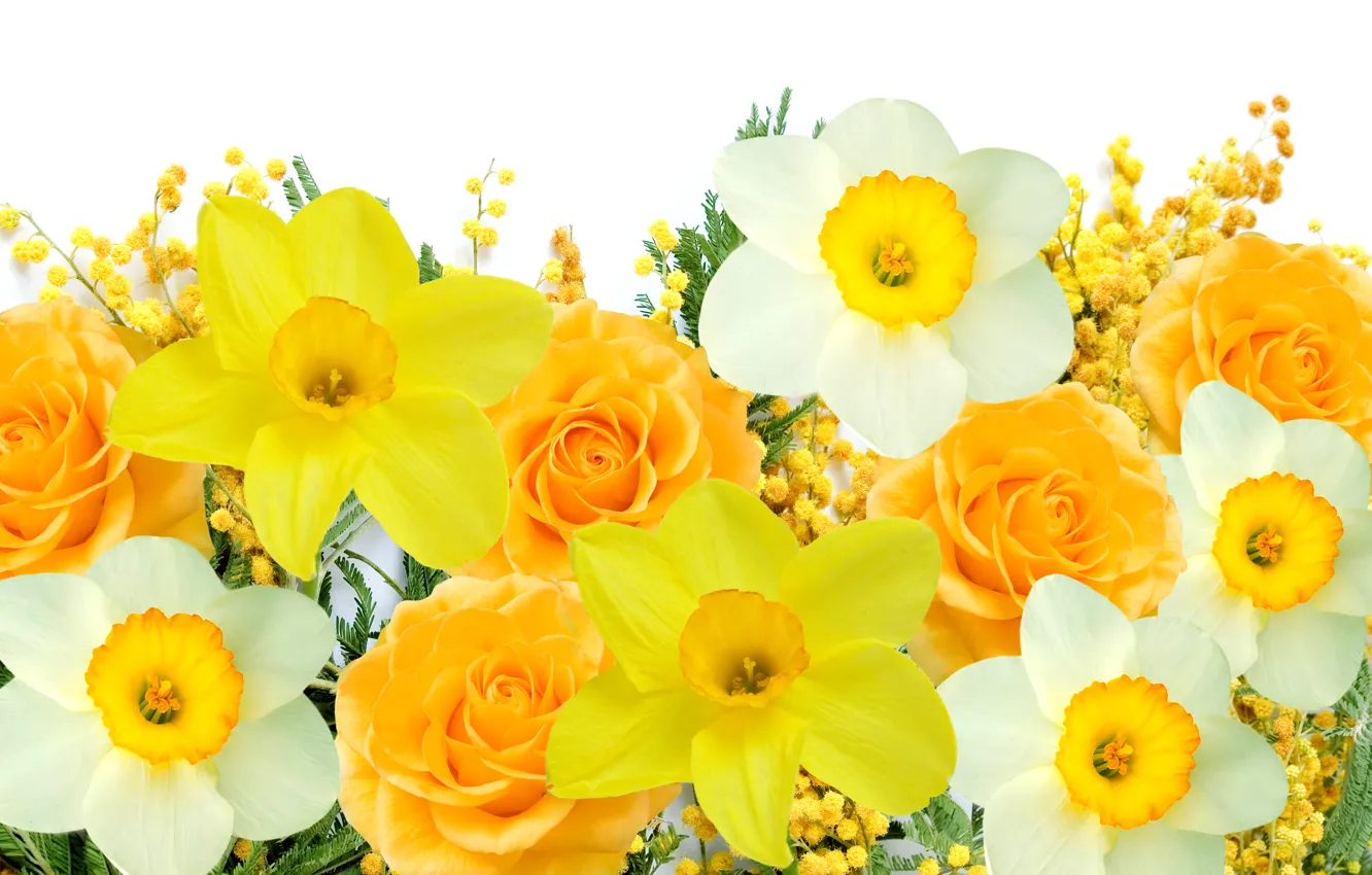 Photo wallpaper white, flowers, yellow, spring, white, yellow, flowers, daffodils
