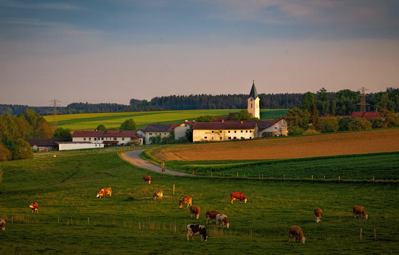 Photo wallpaper road, field, forest, the sky, view, the evening, cows, village