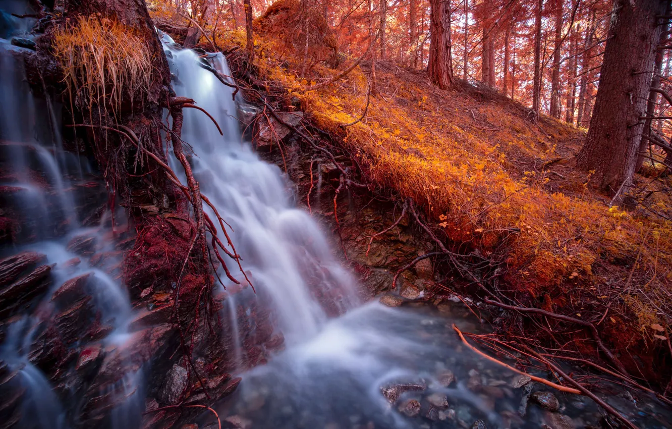 Photo wallpaper autumn, forest, branches, pebbles, stones, hills, stream, slope