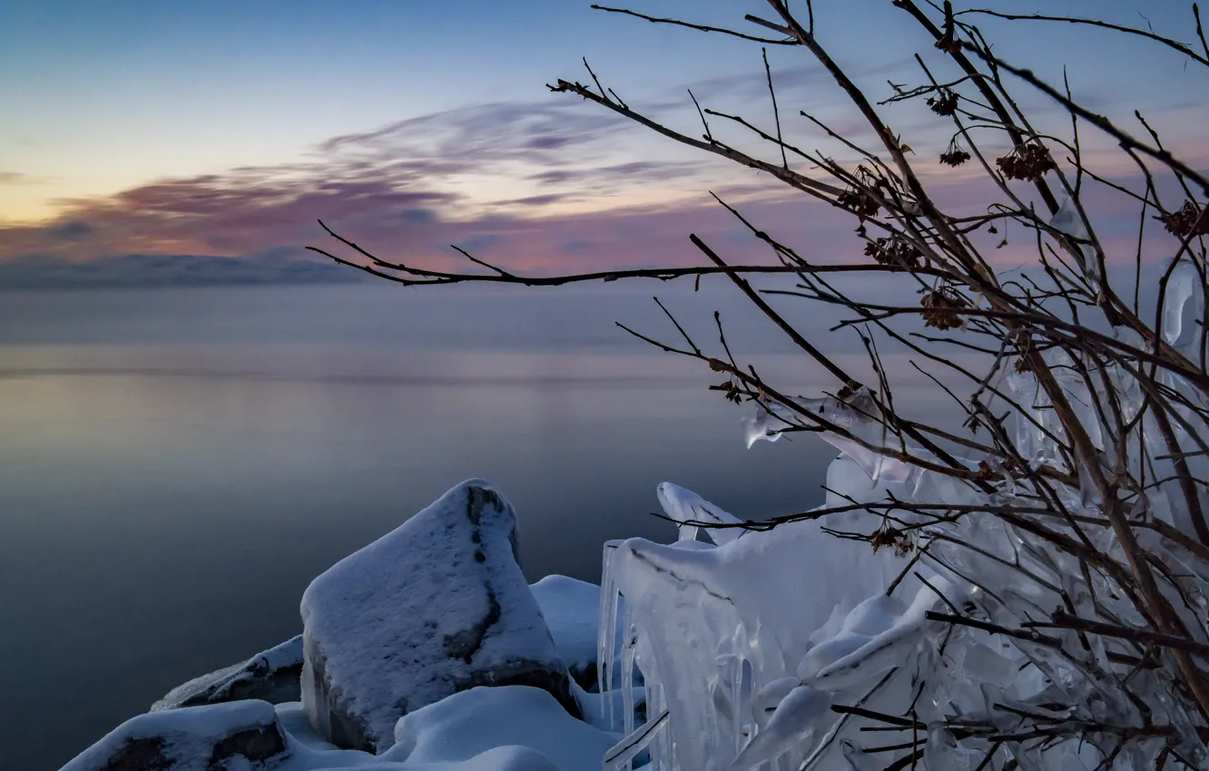 Photo wallpaper cold, ice, winter, branches, ice, frost