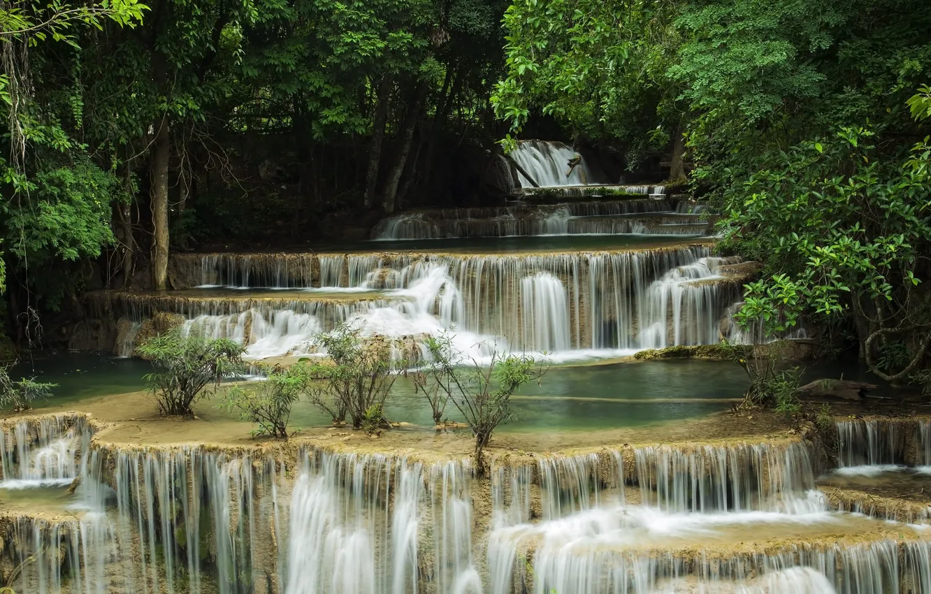 Photo wallpaper greens, forest, trees, branches, nature, Park, rocks, shore
