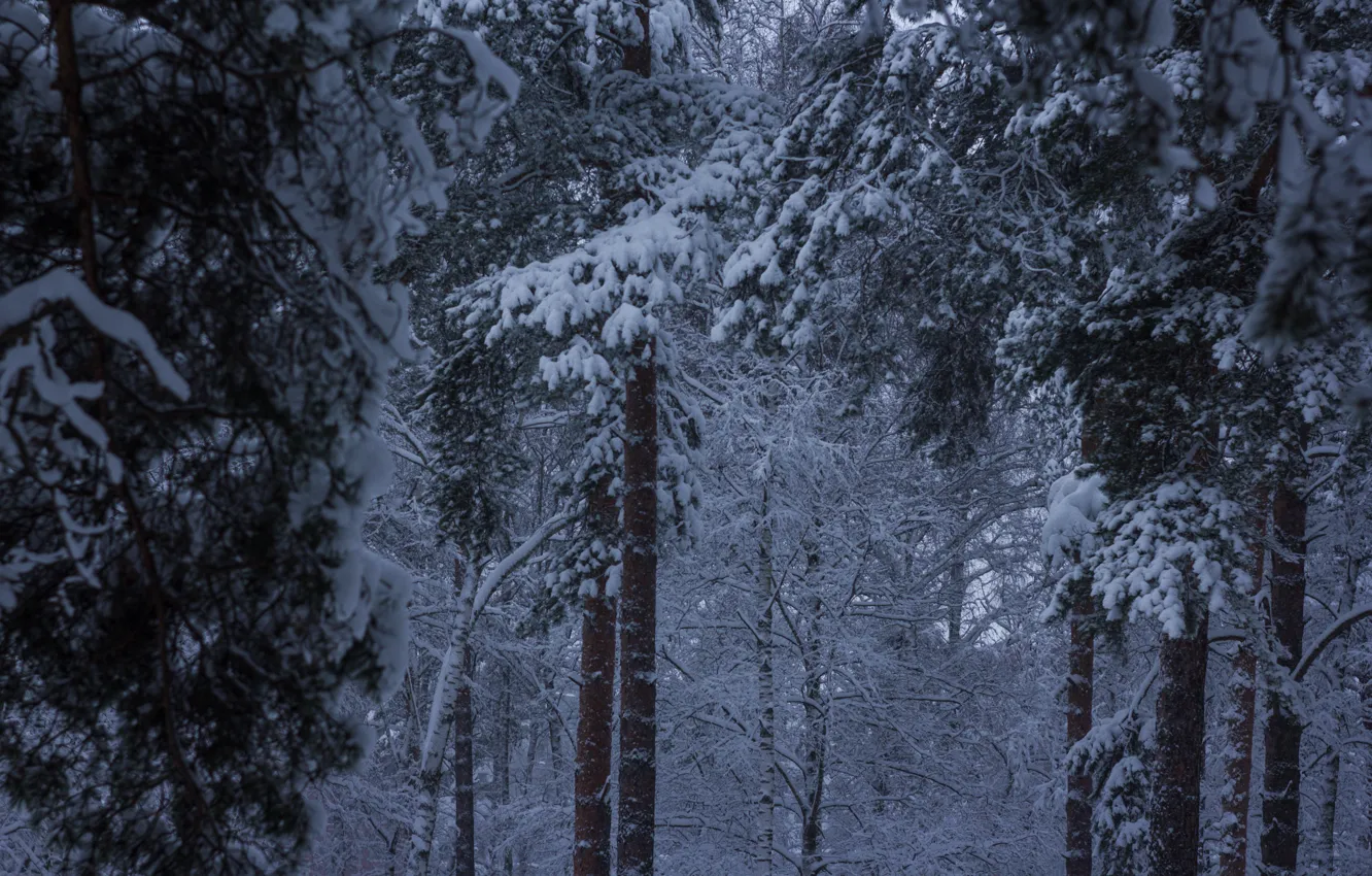 Photo wallpaper winter, snow, frost, pine