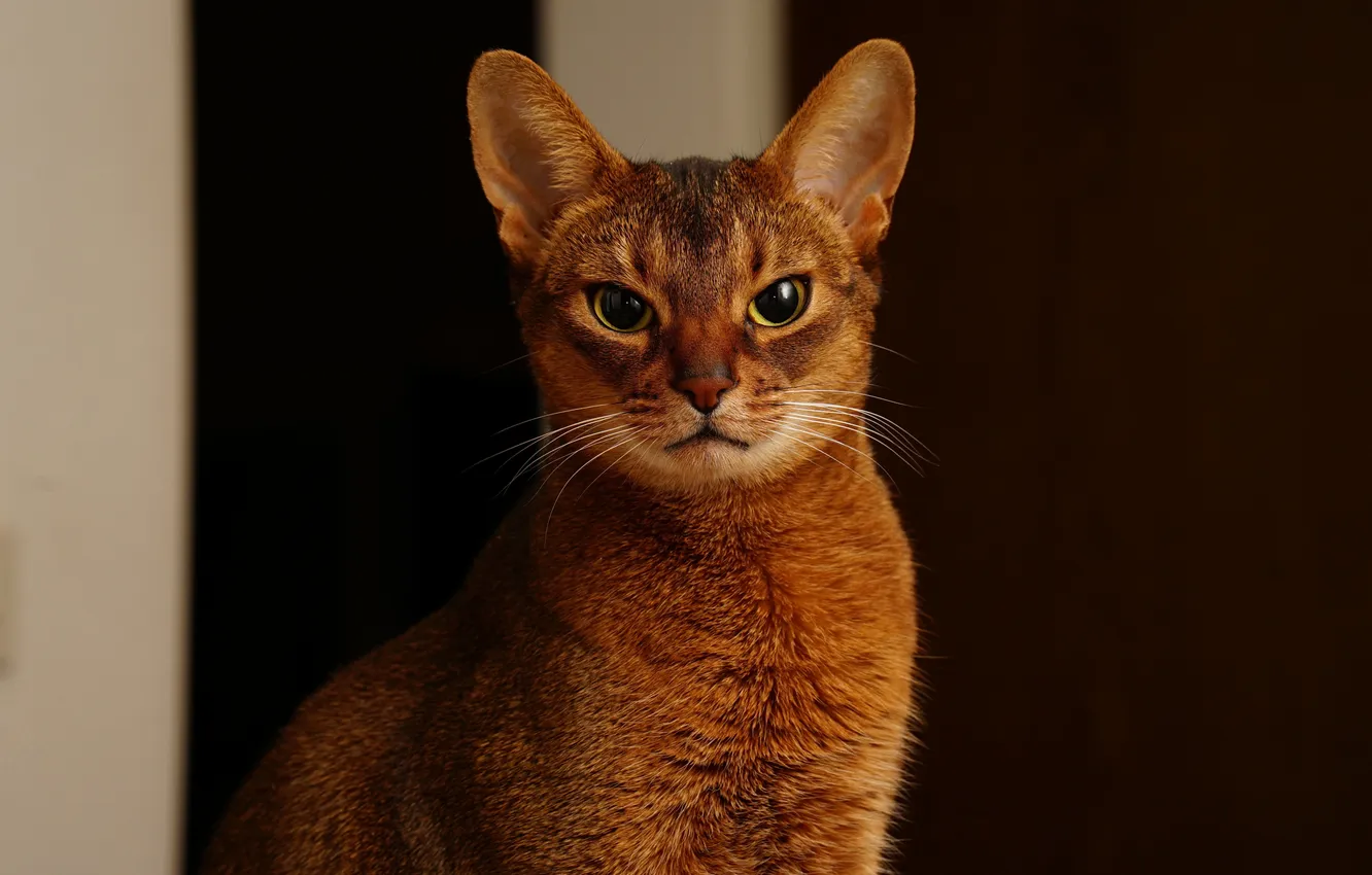 Photo wallpaper cat, eyes, cat, mustache, background, abyssinian