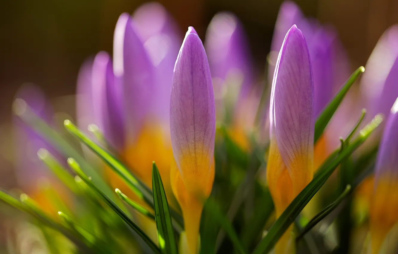 Photo wallpaper flowers, nature, spring