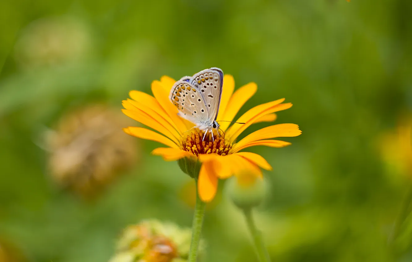 Photo wallpaper grass, macro, butterfly, moth, alex levi, color
