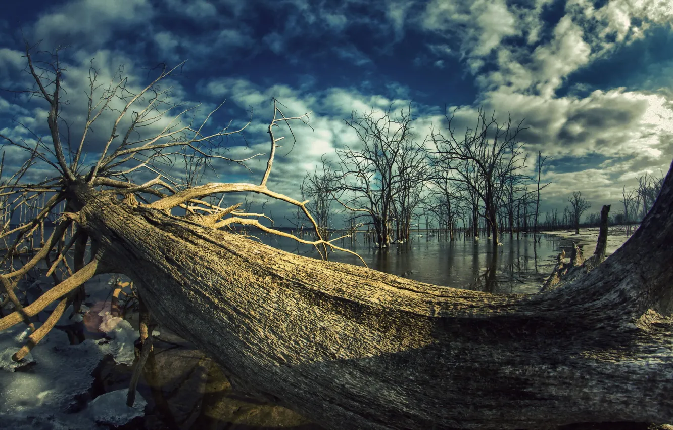 Photo wallpaper trees, nature, lake