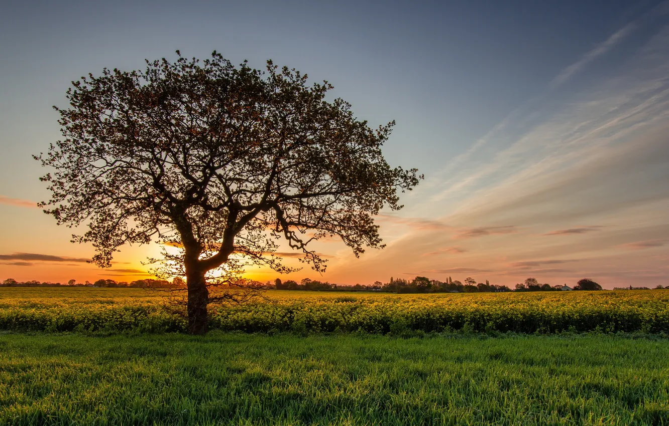 Photo wallpaper field, trees, landscape, sunset