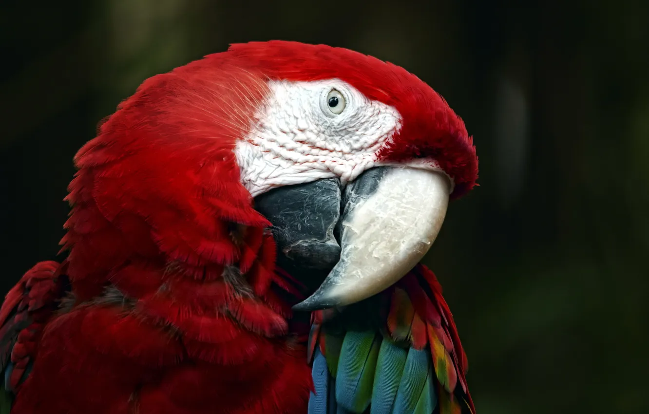 Photo wallpaper background, bird, parrots