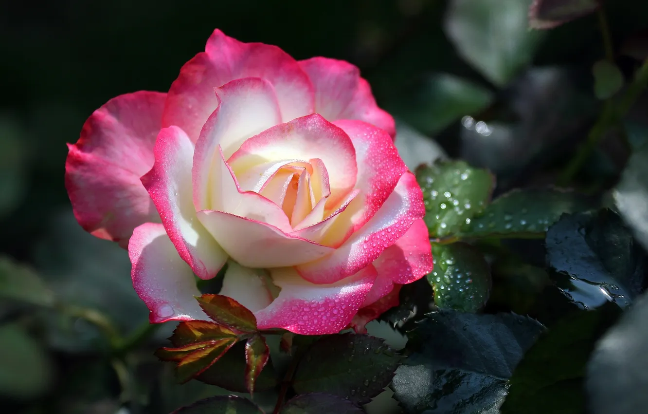 Photo wallpaper rose, petals, Bud, flowering, pink and white