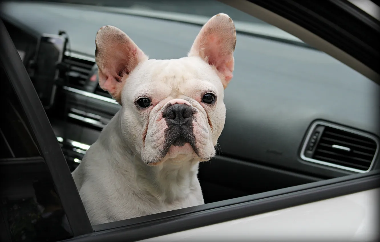 Photo wallpaper look, each, dog