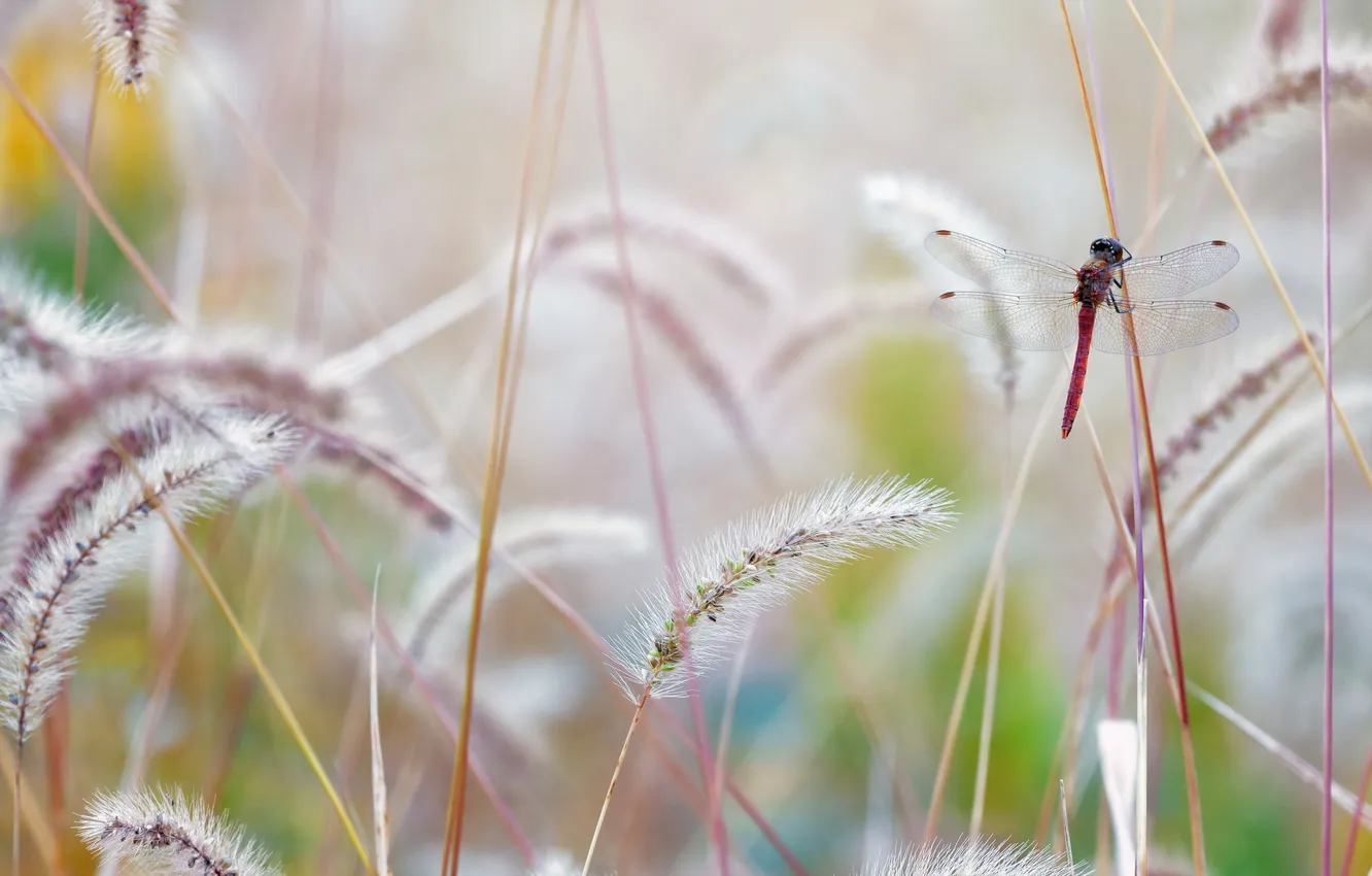 Photo wallpaper grass, macro, nature