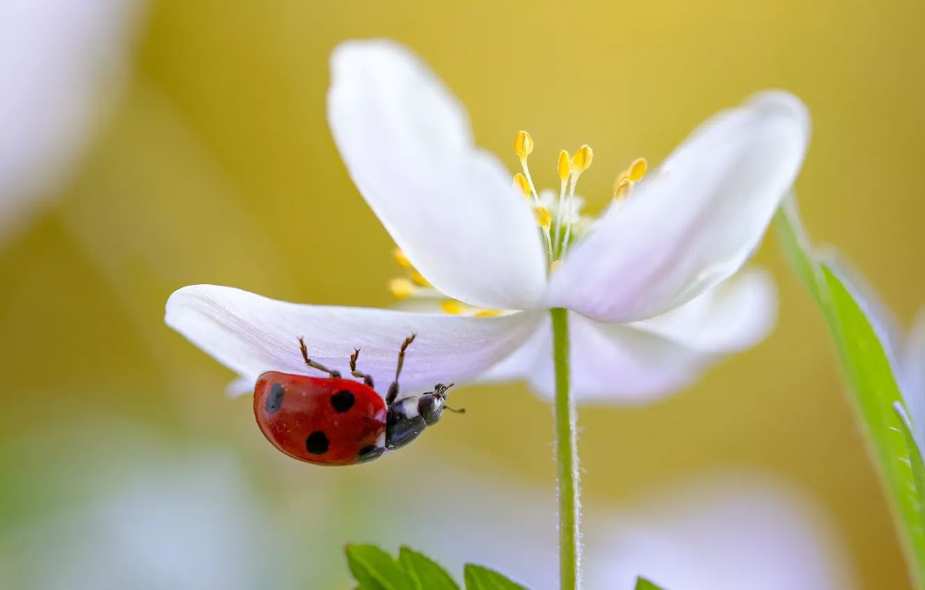 Photo wallpaper white, flower, macro, Ladybug