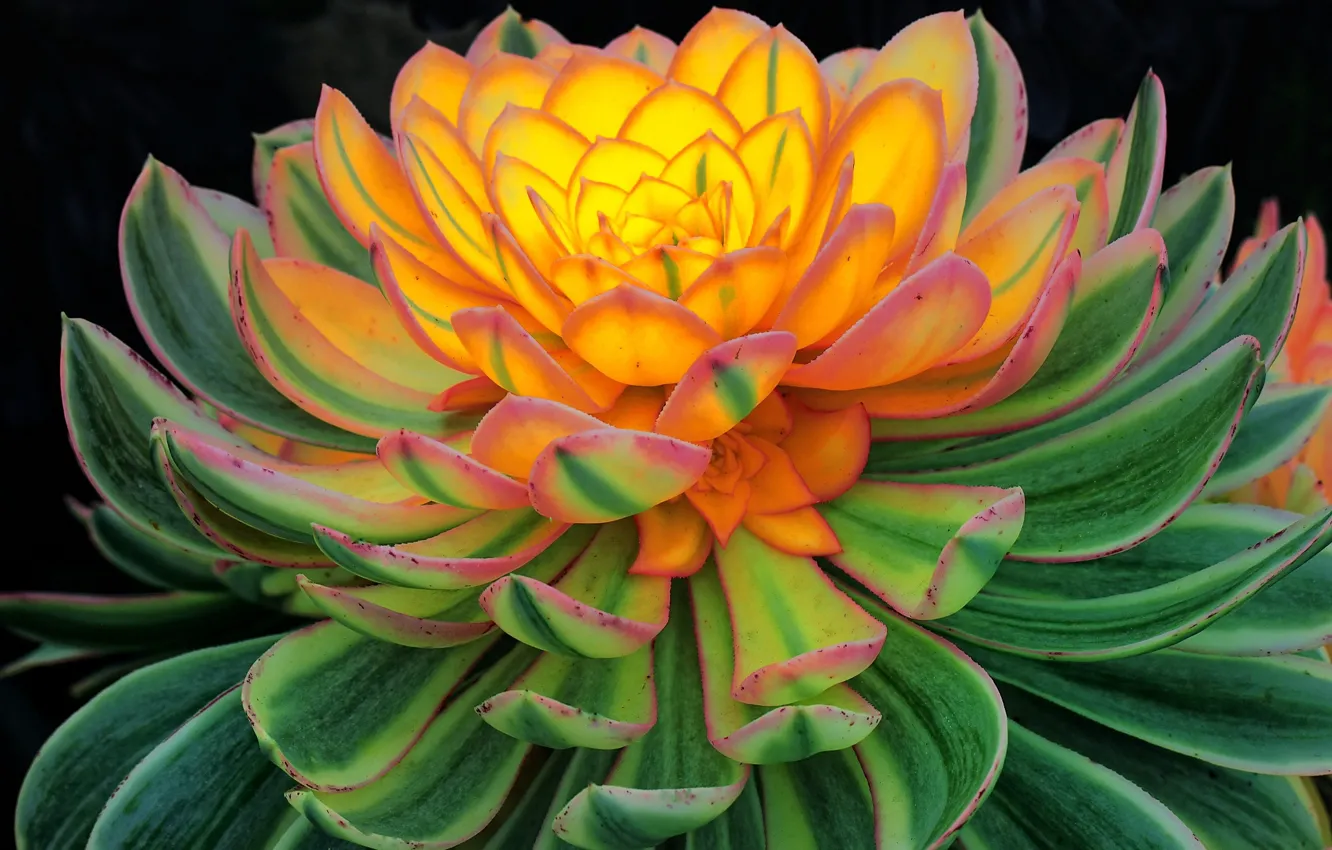 Photo wallpaper macro, flowers, orange, stone rose