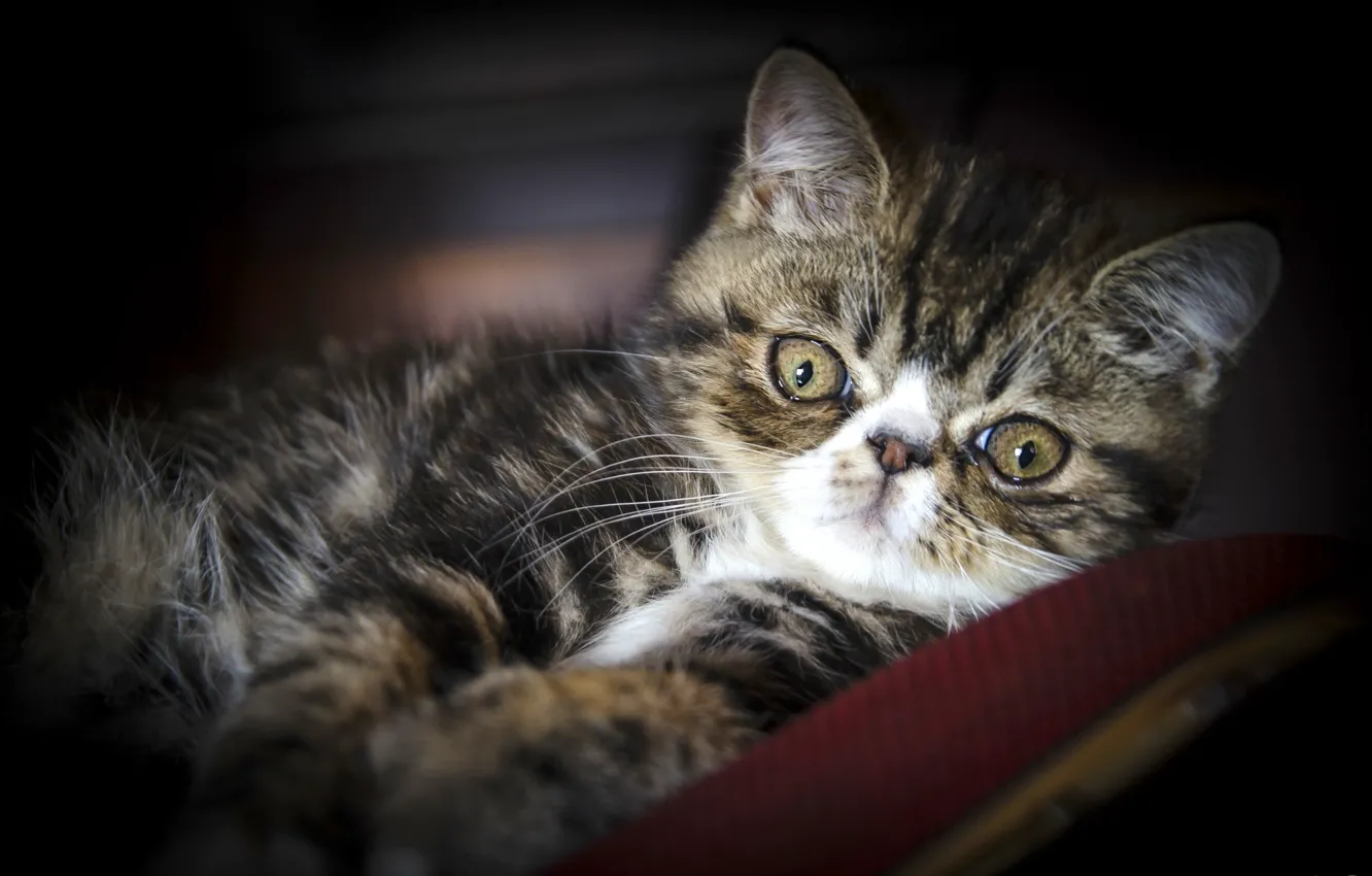 Photo wallpaper look, exotic, Exotic cat