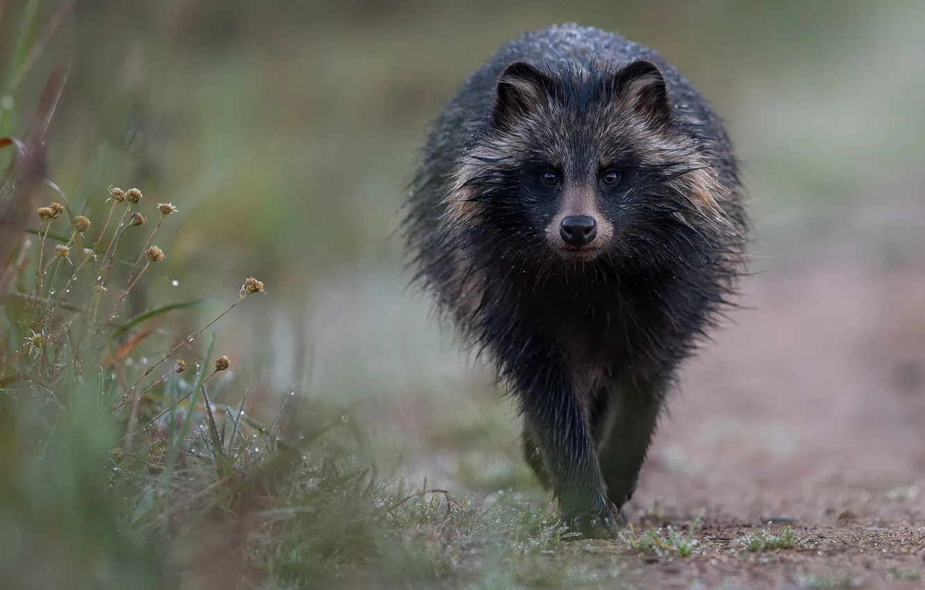 Photo wallpaper look, face, drops, background, rain, wet, raccoon, walk