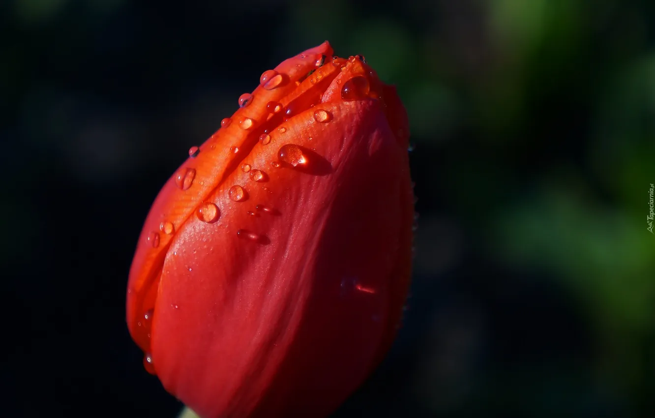 Photo wallpaper flower, tulips, spring